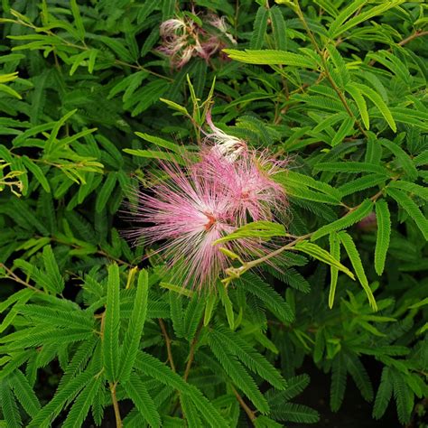 Calliandra Dixi Pink .